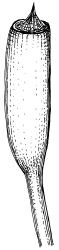 Bryoerythrophyllum dubium, capsule with peristome. Drawn from G.O.K. Sainsbury 16291, WELT M016159.
 Image: R.D. Seppelt © R.D.Seppelt All rights reserved
